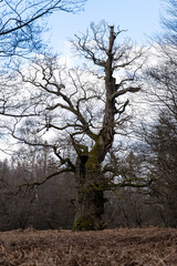 Obraz premium Urwald Sababurg