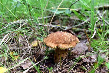 Old white mushroom grows in forest. Season for picked gourmet mushrooming.