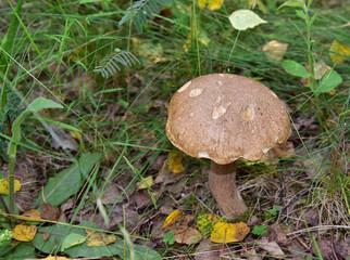 Birch bolete. Edible brown cap boletus among the grass and moss in autumn forest. Awesome fungus Aspen Mushroom against the background of green vegetation. Rough-stemmed bolete grows in in wildlife