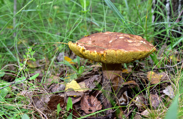 Old white mushroom grows in forest. Season for picked gourmet mushrooming.