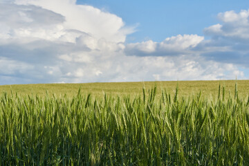 Clouds over the green wheat field in summer
