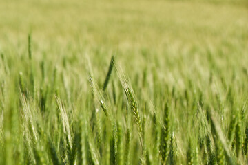 The ears of green wheat on the field close-up