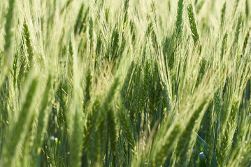 The ears of green wheat on the field close-up