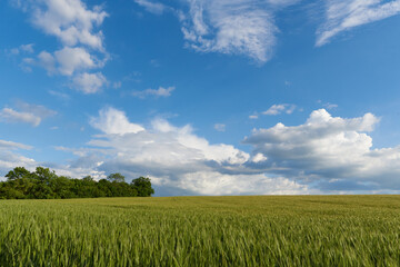 Clouds over the green wheat field in summer