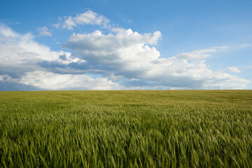 Clouds over the green wheat field in summer