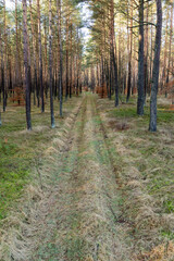 A dirt road leading through a coniferous forest. A track for vehicles leading between trees.