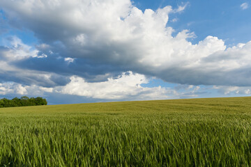 Clouds over the green wheat field in summer