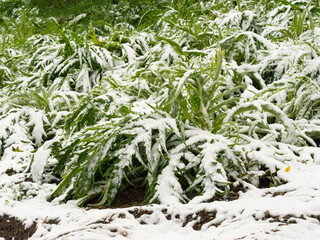 Snow covered artichoke plants during winter - 402377649