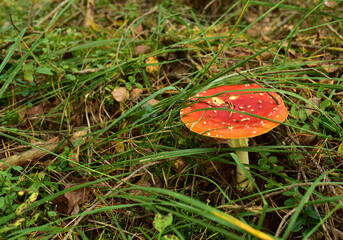 Red mushroom amanita toxic, also called panther cap. False blusher amanita mushroom in the forest against the background of green vegetation