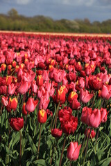 Red and pink tulips in a field