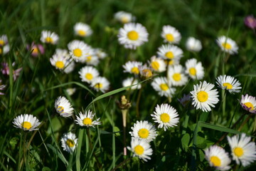 Fototapeta premium field of daisies