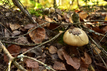 Birch bolete. Edible brown cap boletus among the grass and moss in autumn forest. Awesome fungus Aspen Mushroom against the background of green vegetation. Rough-stemmed bolete grows in in wildlife