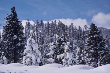 Magical winter landscape scene of snow covered trees after a big snow storm