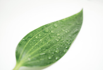 Fototapeta na wymiar Macro of Single, Dewy, Green Leaf on White