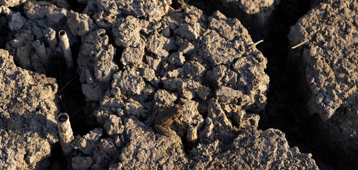 The pool frog (Pelophylax lessonae) is a European frog. The amphibian in the dry lake. Environmental disaster.