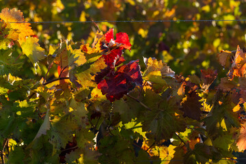 Vineyards in the autumn with red foliage. Winemaking. Macro photography of a leaf covered with dew. Selective focus.