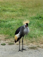 grey crowned crane