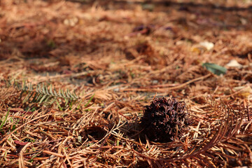 落ち葉とフウの実 2