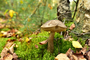 Birch bolete. Edible brown cap boletus among the grass and moss in autumn forest. Awesome fungus Aspen Mushroom against the background of green vegetation. Rough-stemmed bolete grows in in wildlife