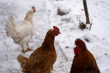 Close up of chickens walking in courtyard in wintertime.