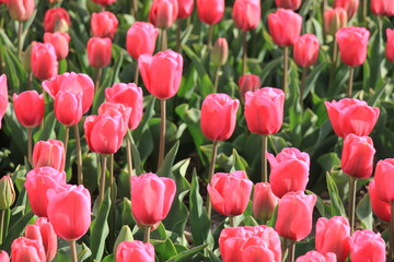 Fototapeta premium Pink tulips in a field