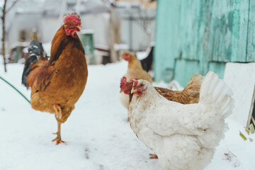 Close up of chickens with rooster walking in courtyard in wintertime.