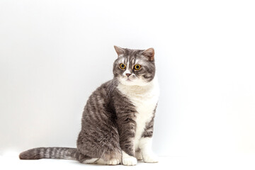 Fototapeta na wymiar A large British shorthair gray and white cat is on white background. The cat is sitting. Full-length photograph.
