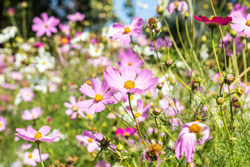 Flowers in nature, background, blurry flower background, light pink and deep pink. Selective focus.