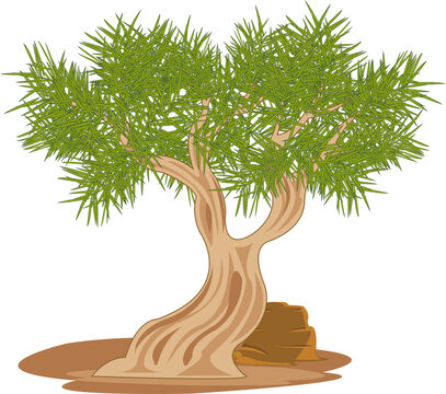 Vector illustration tree saxaul rising in desert