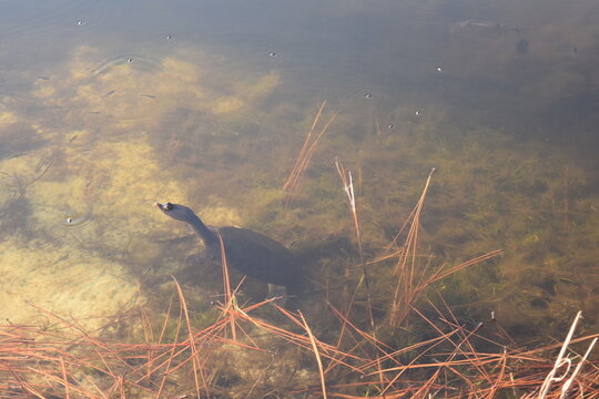 Softshell turtle swimming in brackish water