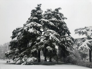 pines under the snow in Milan