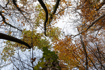 Fototapeta premium Nebelwald