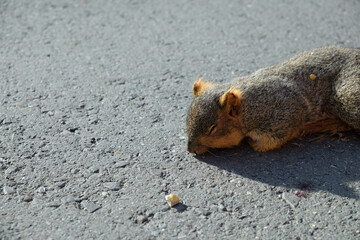 Dead squirrel on a street