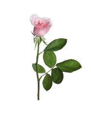 Obraz premium Blooming pink rose isolated on white. Beautiful flower