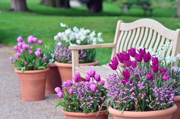 The beautiful picture of a wooden bench surrounded by tulips in the pots. Stoke-on-Trent