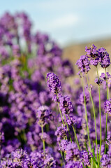 lavender flowers with blurred background.  Vertical photo.