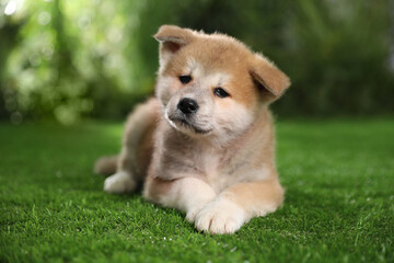 Adorable Akita Inu puppy on green grass outdoors