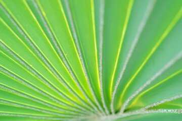 Obraz premium Selective focus close up view of beautiful green palm leaf on natural background.