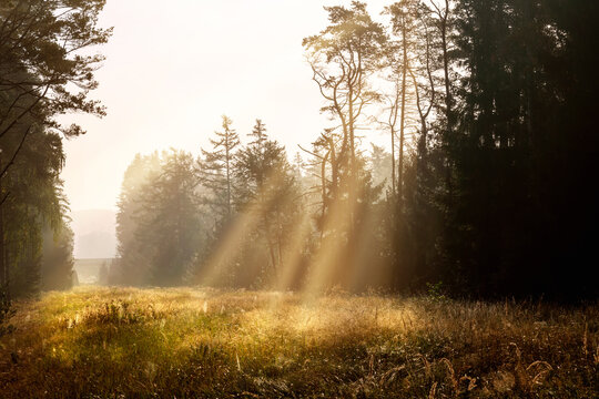 Morning mist in the forest