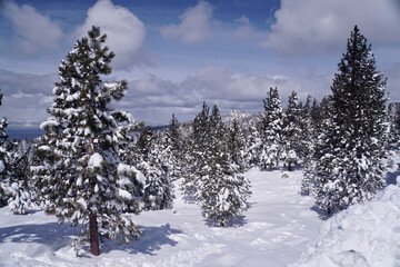 Pretty winter landscape scene of snow covered trees in a meadow, with a lake in the background