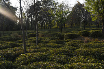 Fototapeta premium picture of kangra tea plants. Himachal pradesh, India
