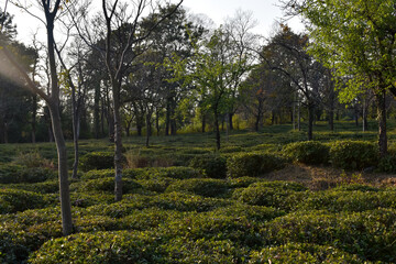 picture of kangra tea plants. Himachal pradesh, India