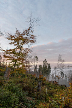 Nebelwald