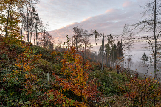 Nebelwald