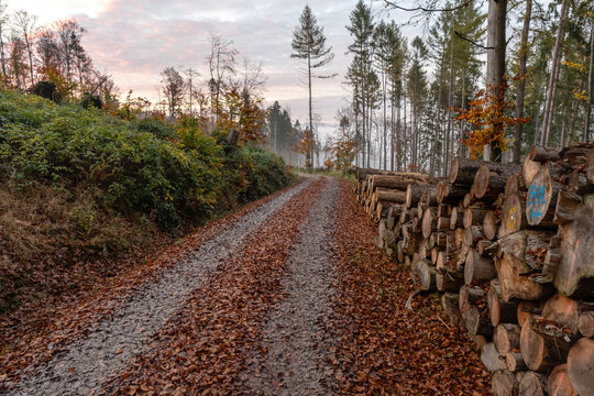 Nebelwald