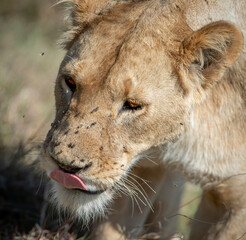 Closeup of Lioness with Flies