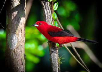 Brazilian Tanager
