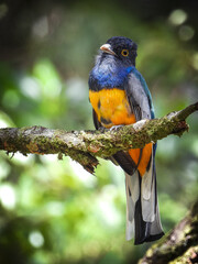 Surucua Trogon
