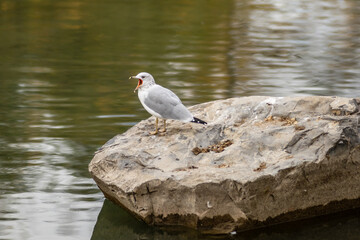 Gull bird opening mouth standing on the stone over the water bank.