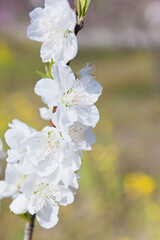 白桃のクローズアップ
